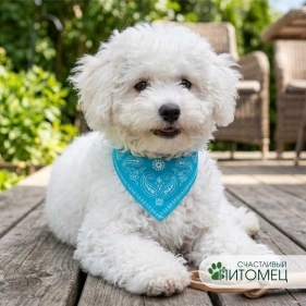 Ошейник для животных "Бандана", 30*6,5 см, 4 цвета